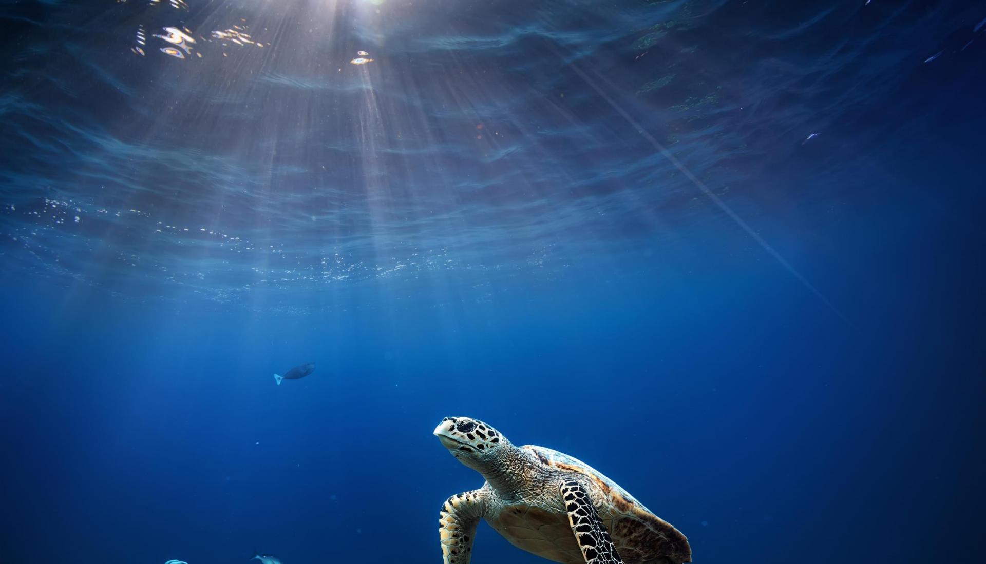 Respecting the Sea While Enjoying it 