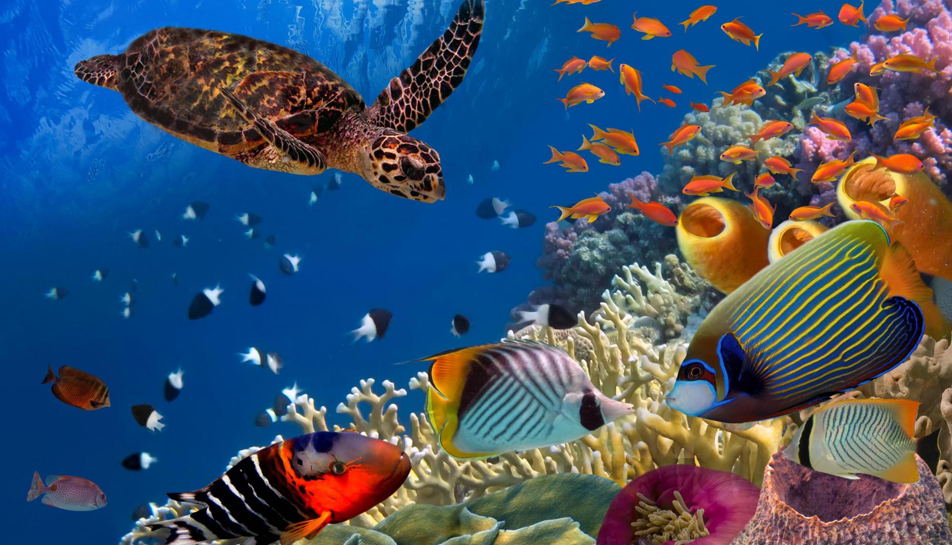 15 Marine Life & Ocean Facts to Blow You Away! 