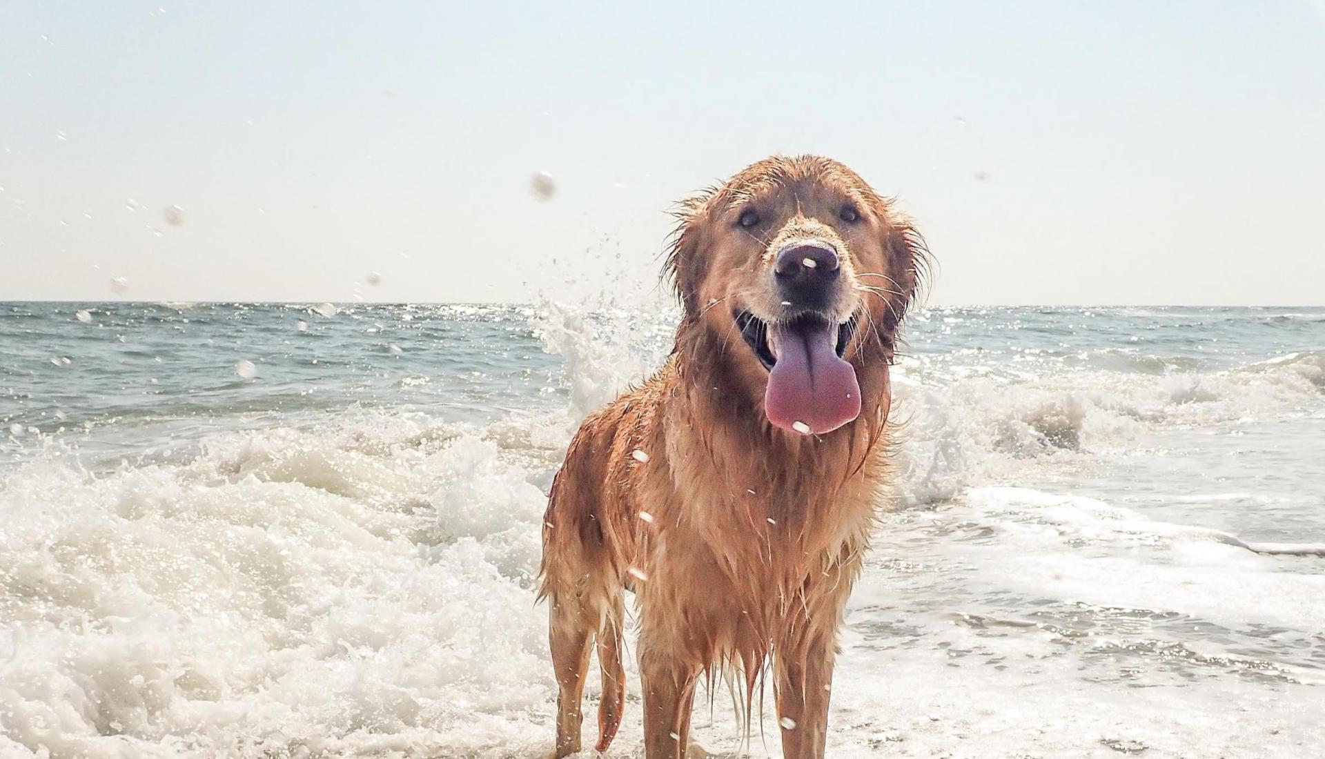 Dog friendly beaches in Europe